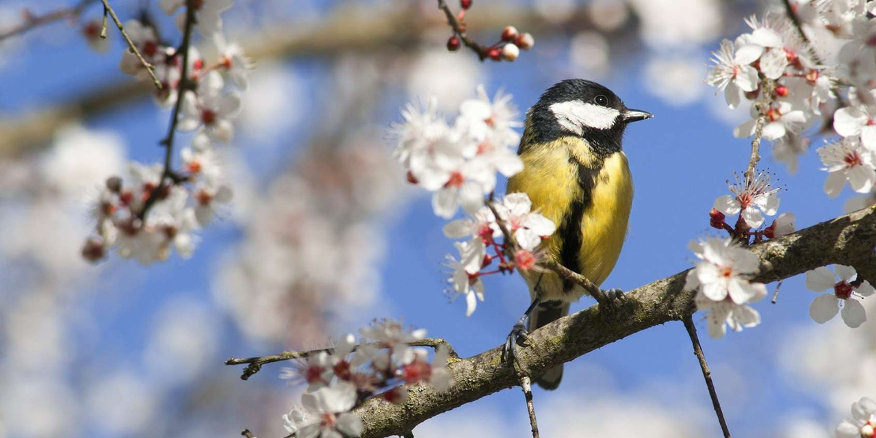 C’est le printemps ! Comment identifier et aider les oiseaux des jardins ?