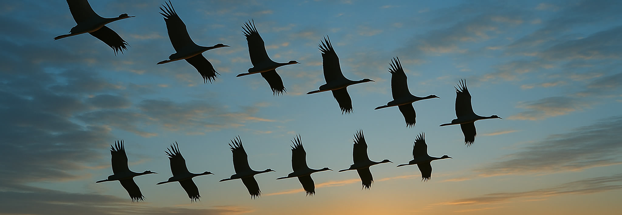 Le retour des oiseaux migrateurs